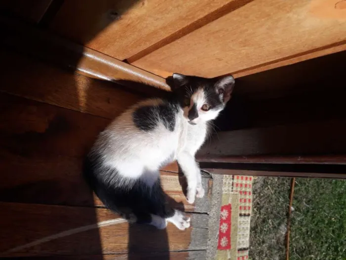 Gato ra a  idade 2 a 6 meses nome Ainda n tem nome,os 