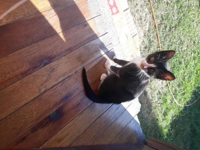 Gato ra a  idade 2 a 6 meses nome Ainda n tem nome,os 
