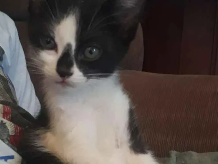 Gato ra a  idade 2 a 6 meses nome Ainda n tem nome,os 