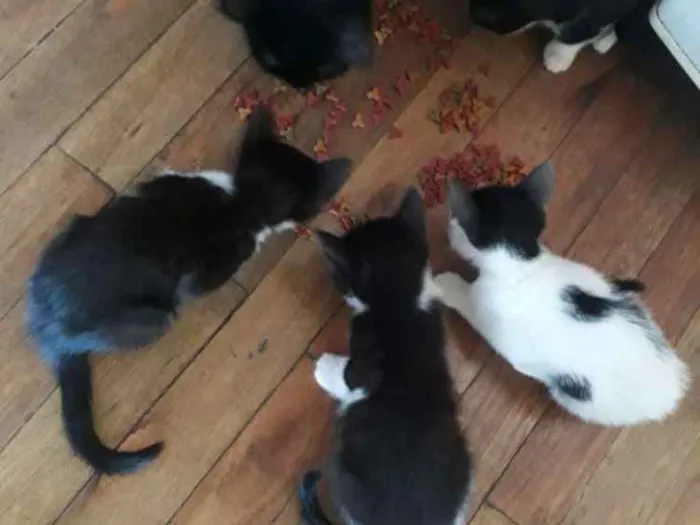 Gato ra a  idade 2 a 6 meses nome Ainda n tem nome,os 