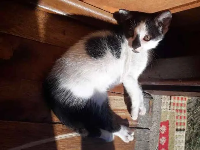 Gato ra a  idade 2 a 6 meses nome Ainda n tem nome,os 