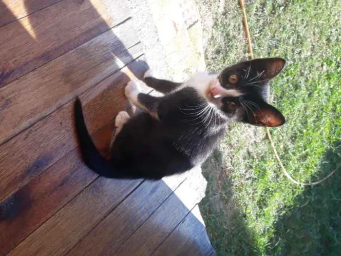 Gato ra a  idade 2 a 6 meses nome Ainda n tem nome,os 