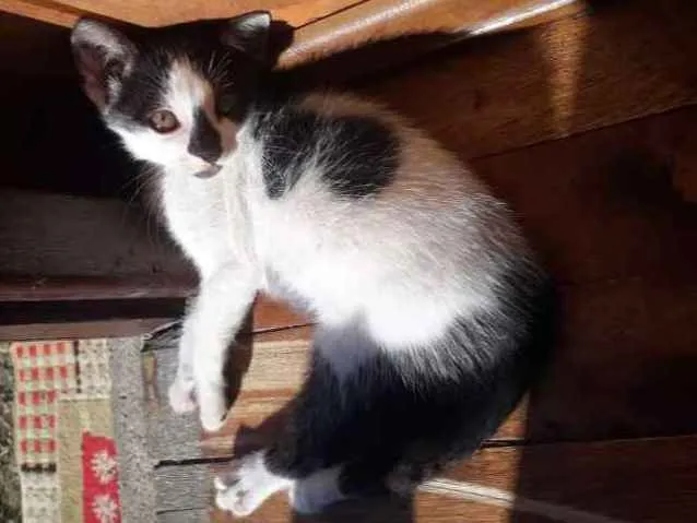 Gato ra a  idade 2 a 6 meses nome Ainda n tem nome,os 