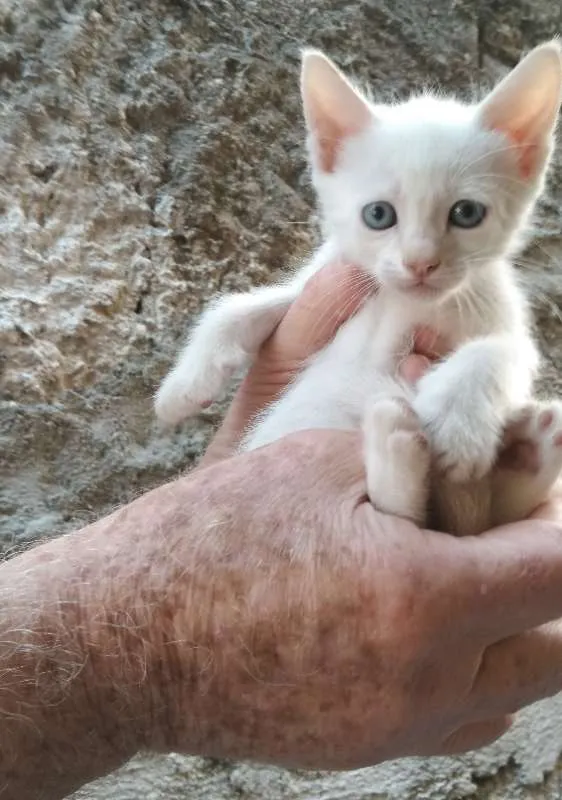Gato ra a  idade Abaixo de 2 meses nome sem nome