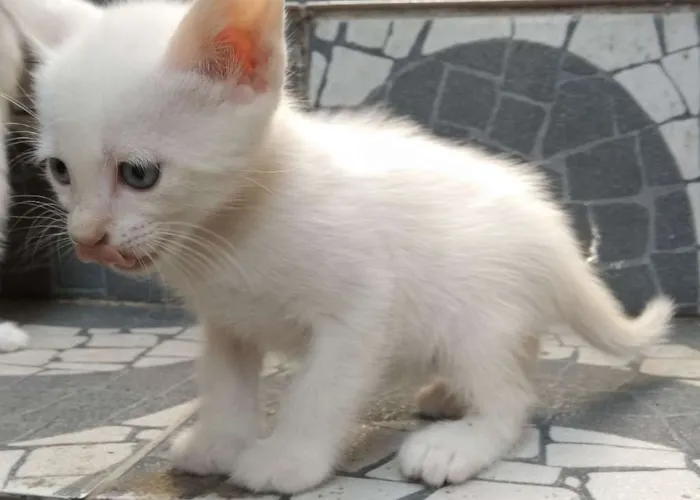 Gato ra a  idade Abaixo de 2 meses nome sem nome