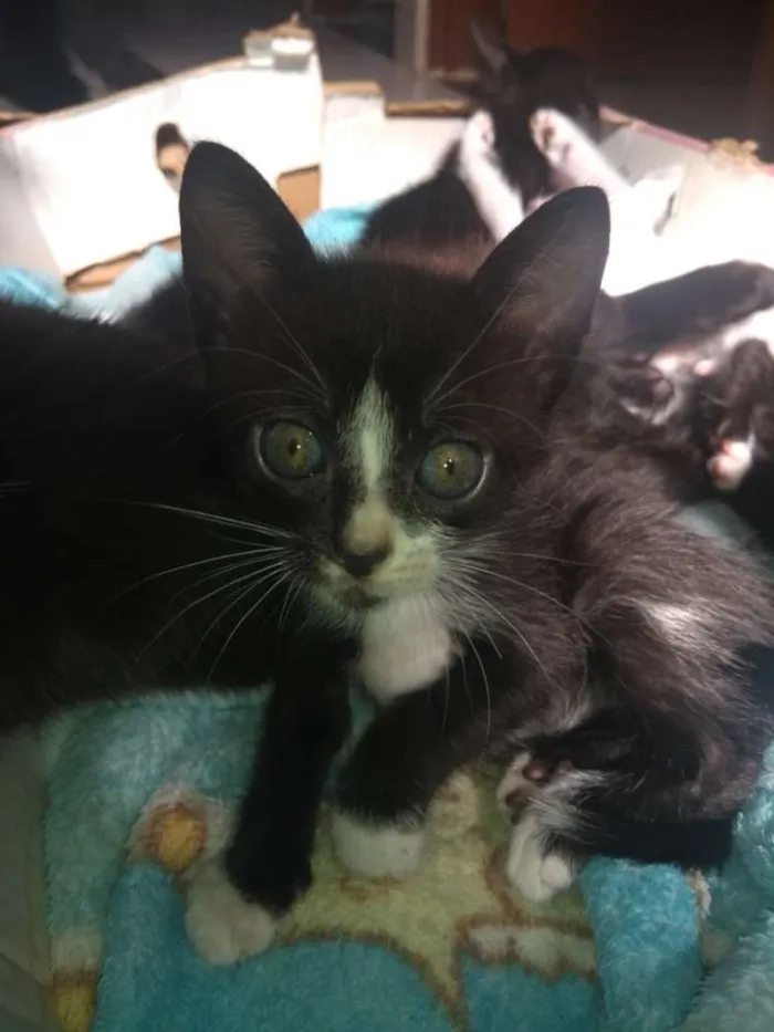 Gato raça Mestiço idade 2 a 6 meses nome Todos lindos