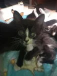 Todos lindos