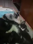 Todos lindos