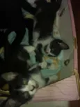 Todos lindos