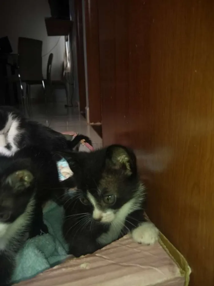 Gato raça Mestiço idade 2 a 6 meses nome Todos lindos