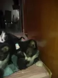 Todos lindos
