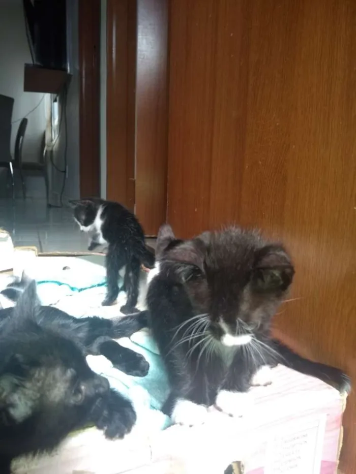 Gato raça Mestiço idade 2 a 6 meses nome Todos lindos