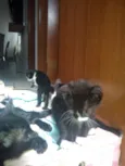 Todos lindos