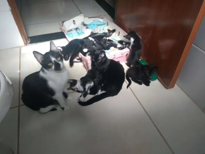 Gato raça Mestiço idade 2 a 6 meses nome Todos lindos