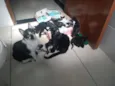 Todos lindos