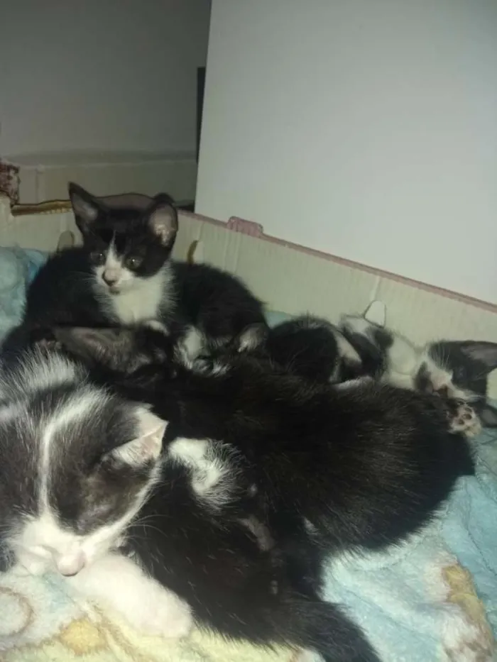Gato raça Mestiço idade 2 a 6 meses nome Todos lindos