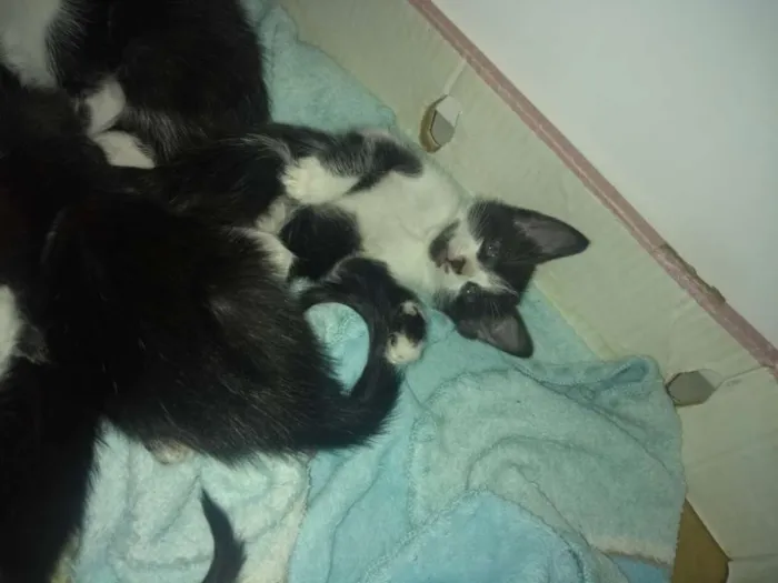 Gato raça Mestiço idade 2 a 6 meses nome Todos lindos