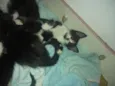 Todos lindos