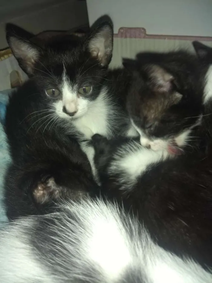 Gato raça Mestiço idade 2 a 6 meses nome Todos lindos