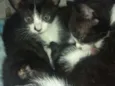 Todos lindos
