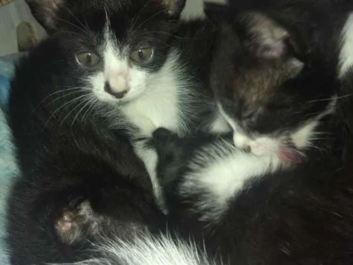 Gato raça Mestiço idade 2 a 6 meses nome Todos lindos