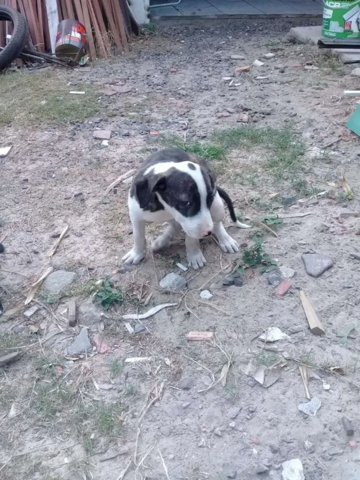 Cachorro raça mestiço de PITT BUL idade 2 a 6 meses nome Bull