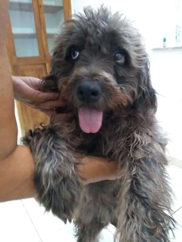 Cachorro ra a SRD idade 2 anos nome Hanna