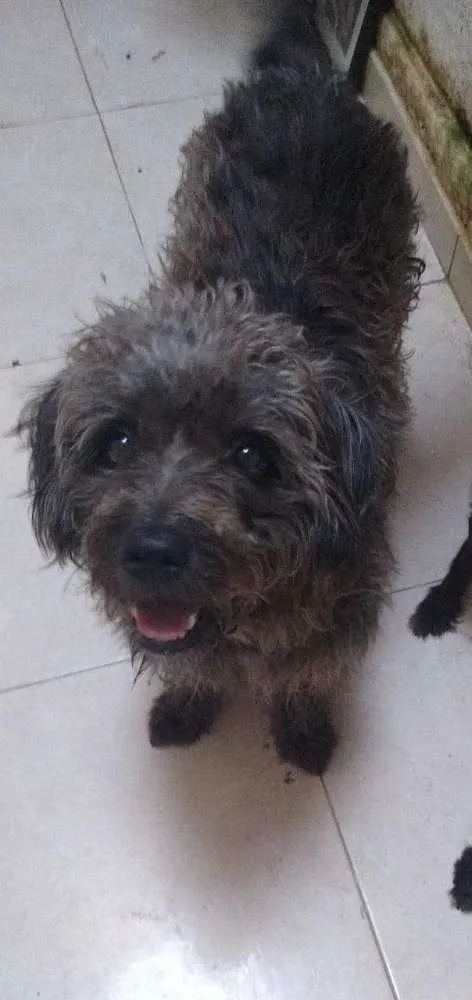 Cachorro ra a SRD idade 2 anos nome Hanna