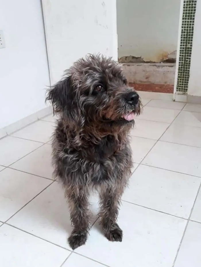 Cachorro ra a SRD idade 2 anos nome Hanna