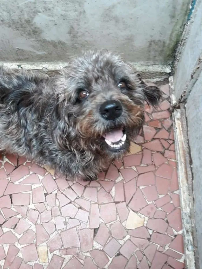 Cachorro ra a SRD idade 2 anos nome Hanna