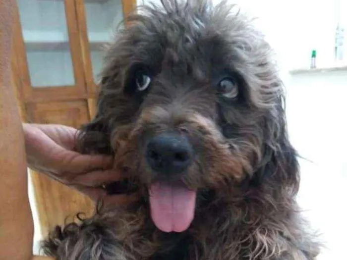 Cachorro ra a SRD idade 2 anos nome Hanna