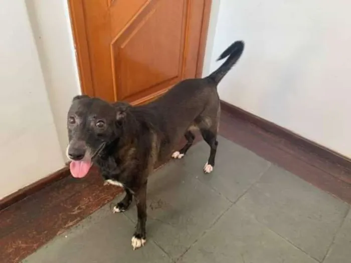 Cachorro raça SRD idade 4 anos nome Maria Eudóxia 