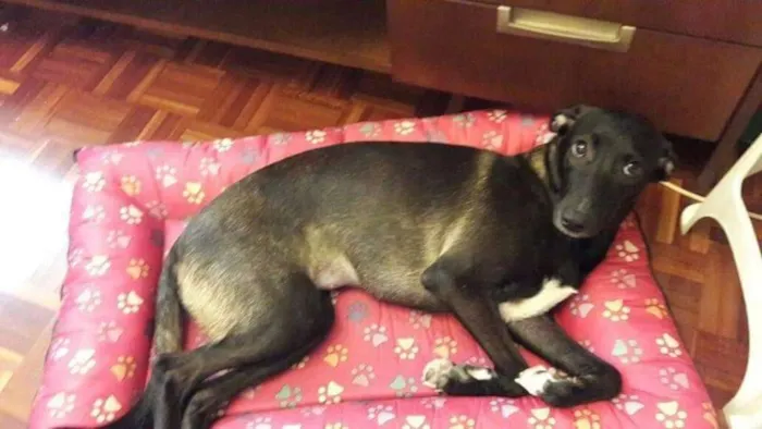 Cachorro raça SRD idade 4 anos nome Maria Eudóxia 