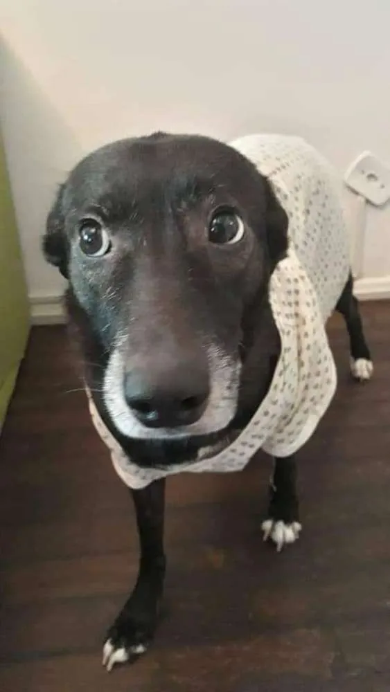 Cachorro raça SRD idade 4 anos nome Maria Eudóxia 