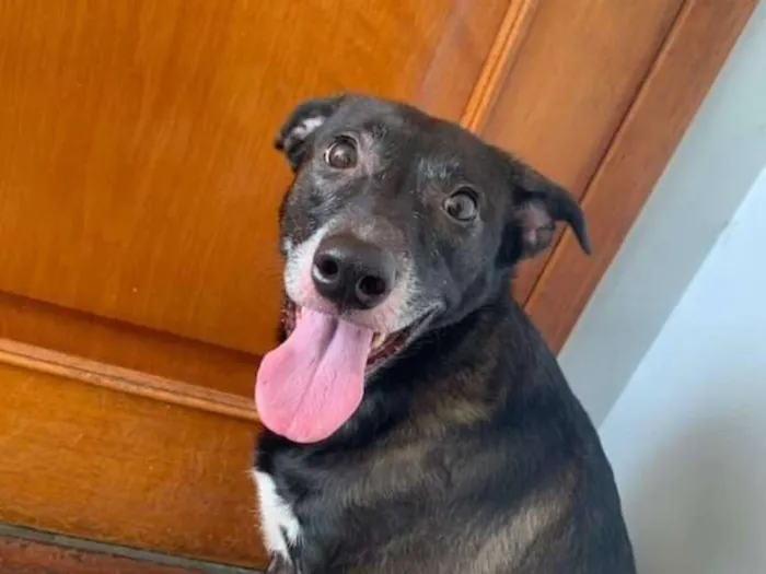Cachorro raça SRD idade 4 anos nome Maria Eudóxia 