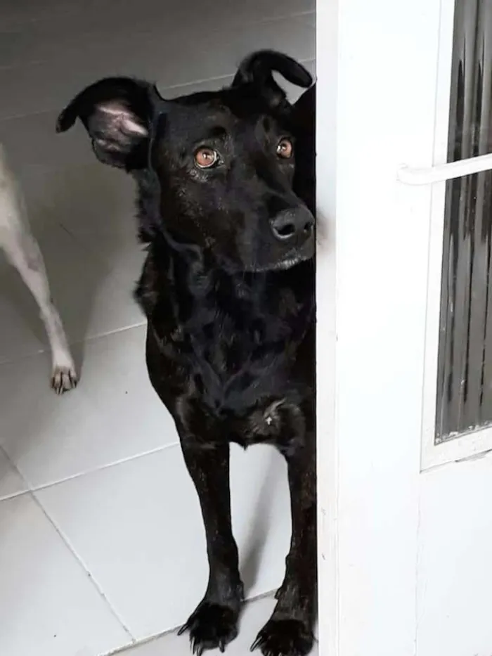 Cachorro ra a SRD idade 2 anos nome Olívia 
