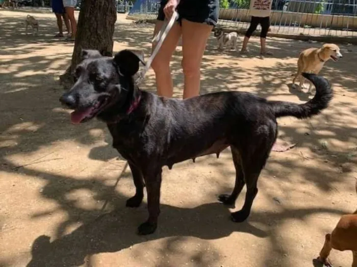 Cachorro ra a SRD idade 2 anos nome Olívia 
