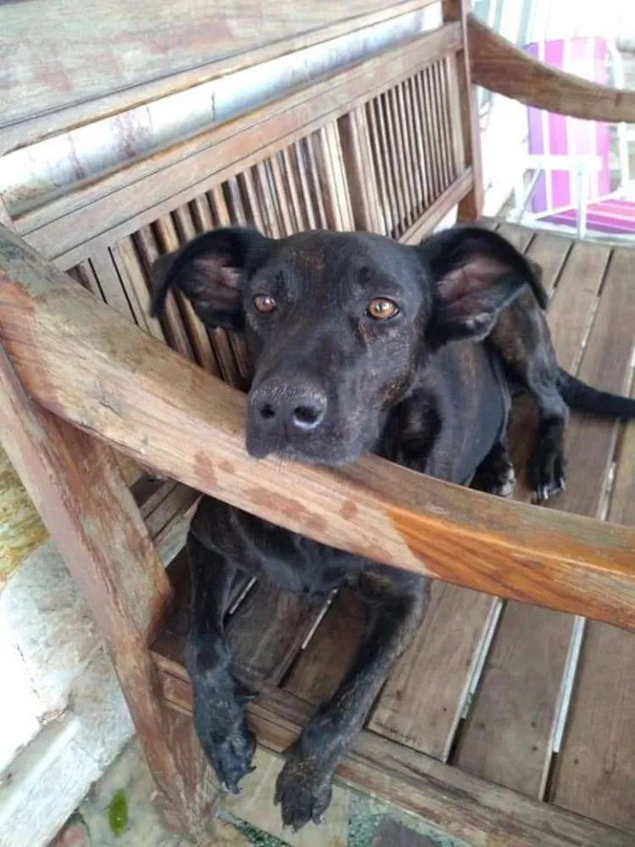 Cachorro ra a SRD idade 2 anos nome Olívia 