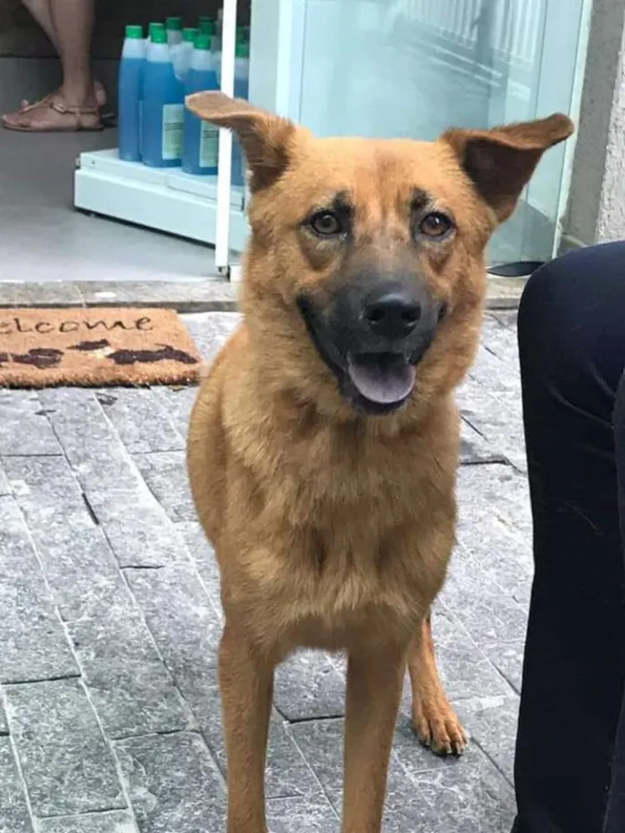 Cachorro ra a SRD idade 3 anos nome Doralice 