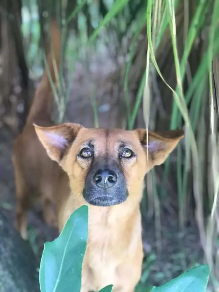 Cachorro ra a SRD idade 3 anos nome Doralice 