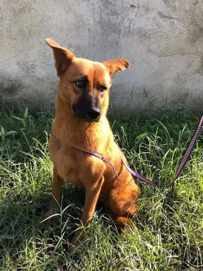 Cachorro ra a SRD idade 3 anos nome Doralice 