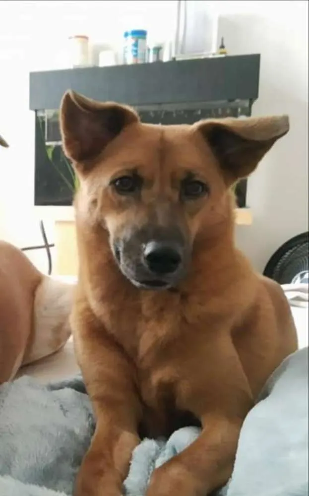 Cachorro ra a SRD idade 3 anos nome Doralice 
