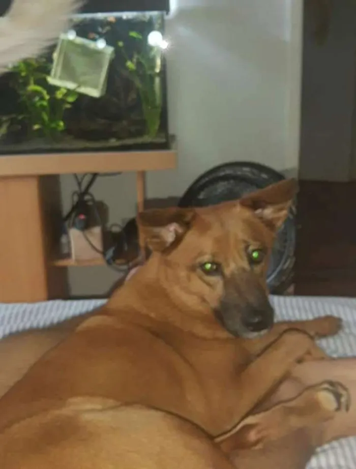 Cachorro ra a SRD idade 3 anos nome Doralice 