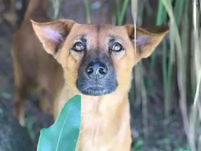 Cachorro ra a SRD idade 3 anos nome Doralice 