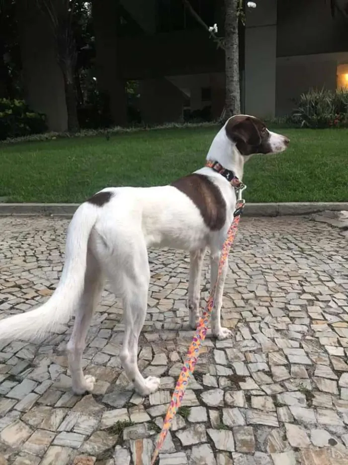 Cachorro ra a SRD idade 7 a 11 meses nome Lola