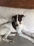 Lola