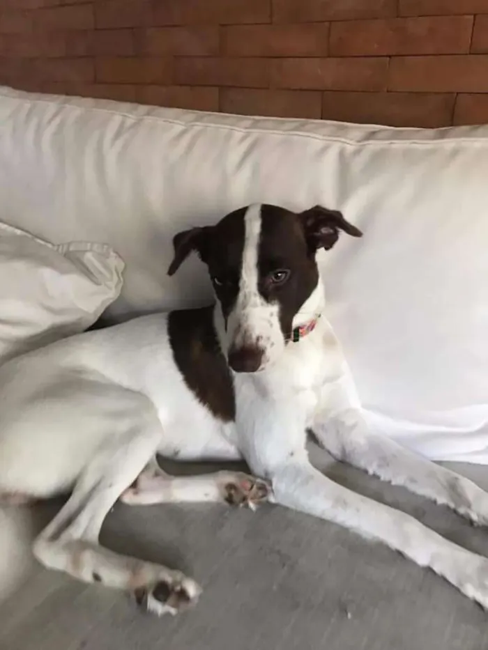 Cachorro ra a SRD idade 7 a 11 meses nome Lola