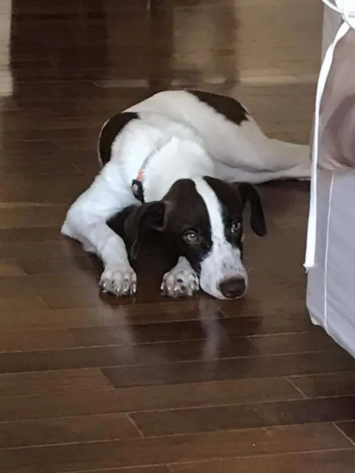 Cachorro ra a SRD idade 7 a 11 meses nome Lola