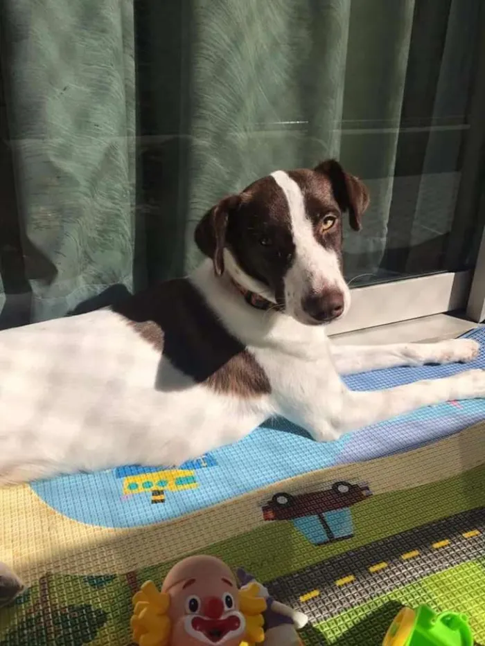 Cachorro ra a SRD idade 7 a 11 meses nome Lola
