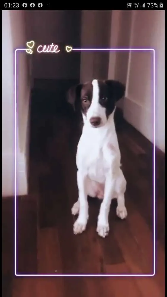 Cachorro ra a SRD idade 7 a 11 meses nome Lola